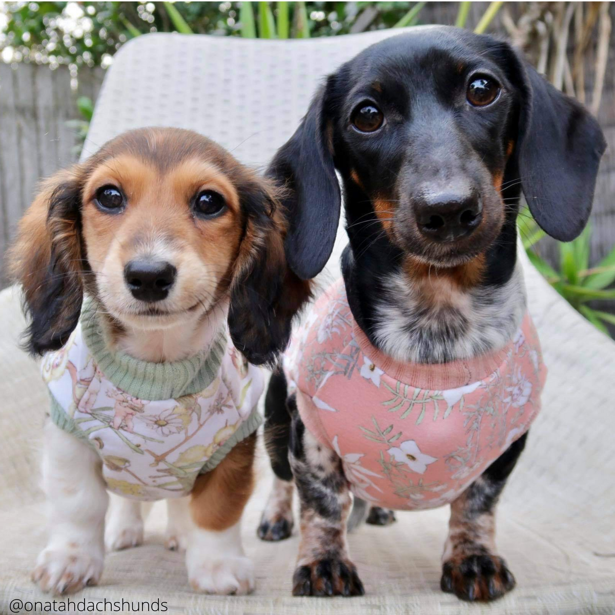 Miniature top dachshund sweaters