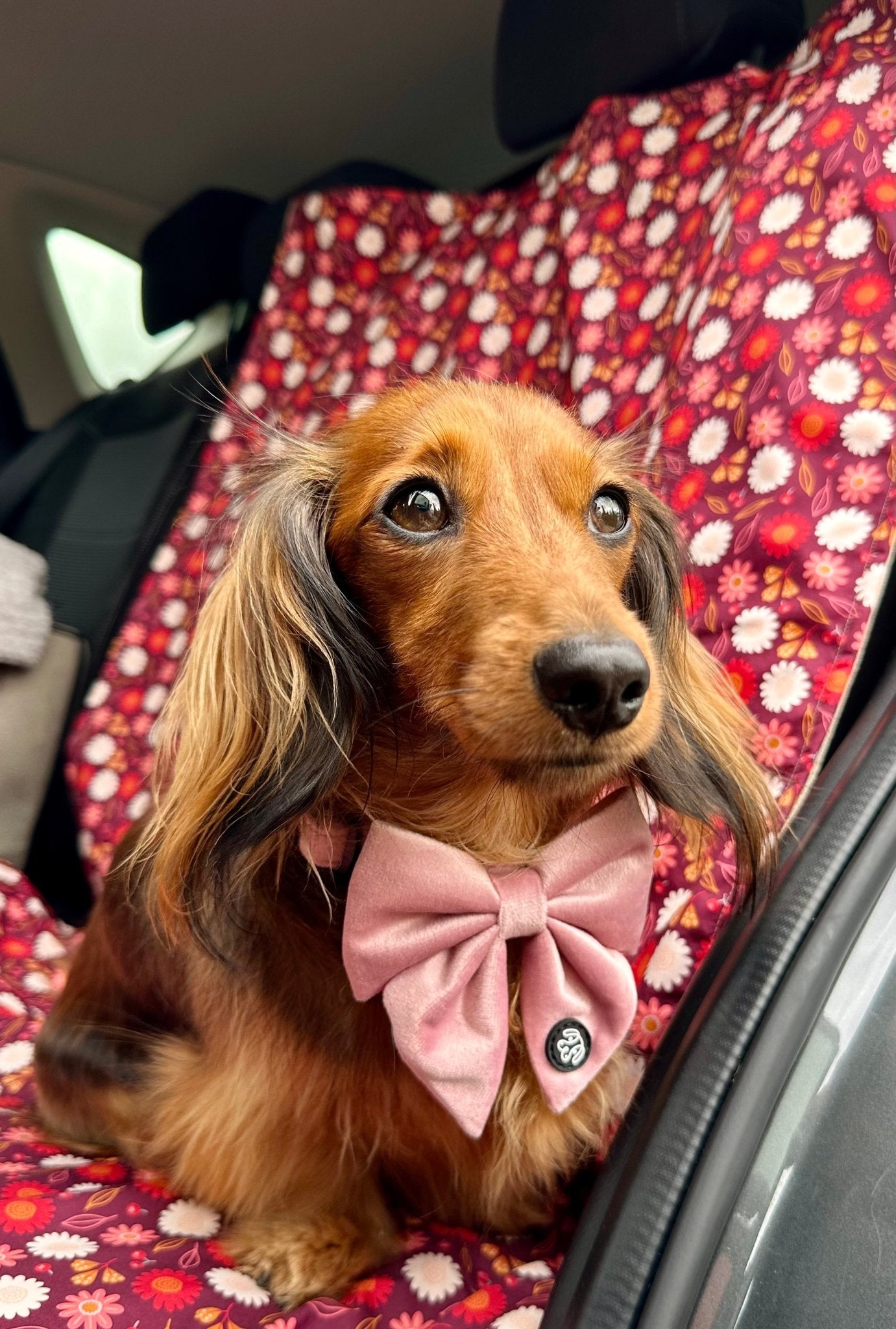 Dog Car Seat Cover & Travel Mat - Puppy Paws - Lilo Dachshund Threads - 