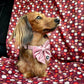 Dog Car Seat Cover & Travel Mat - Puppy Paws - Lilo Dachshund Threads - 