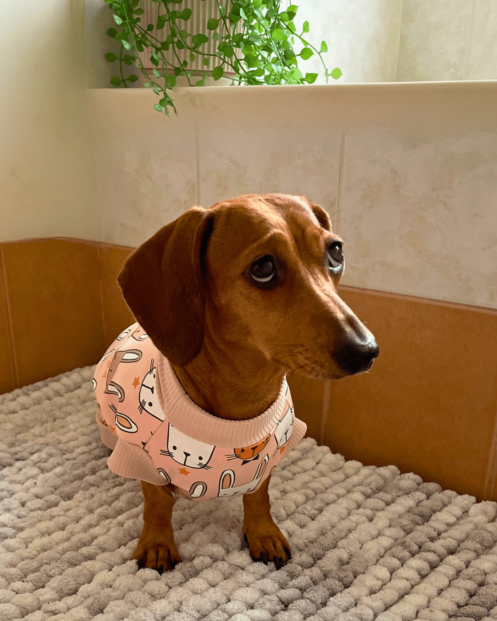 Happy Bunnies Sausage Dog Raincoat Lilo Dachshund Threads