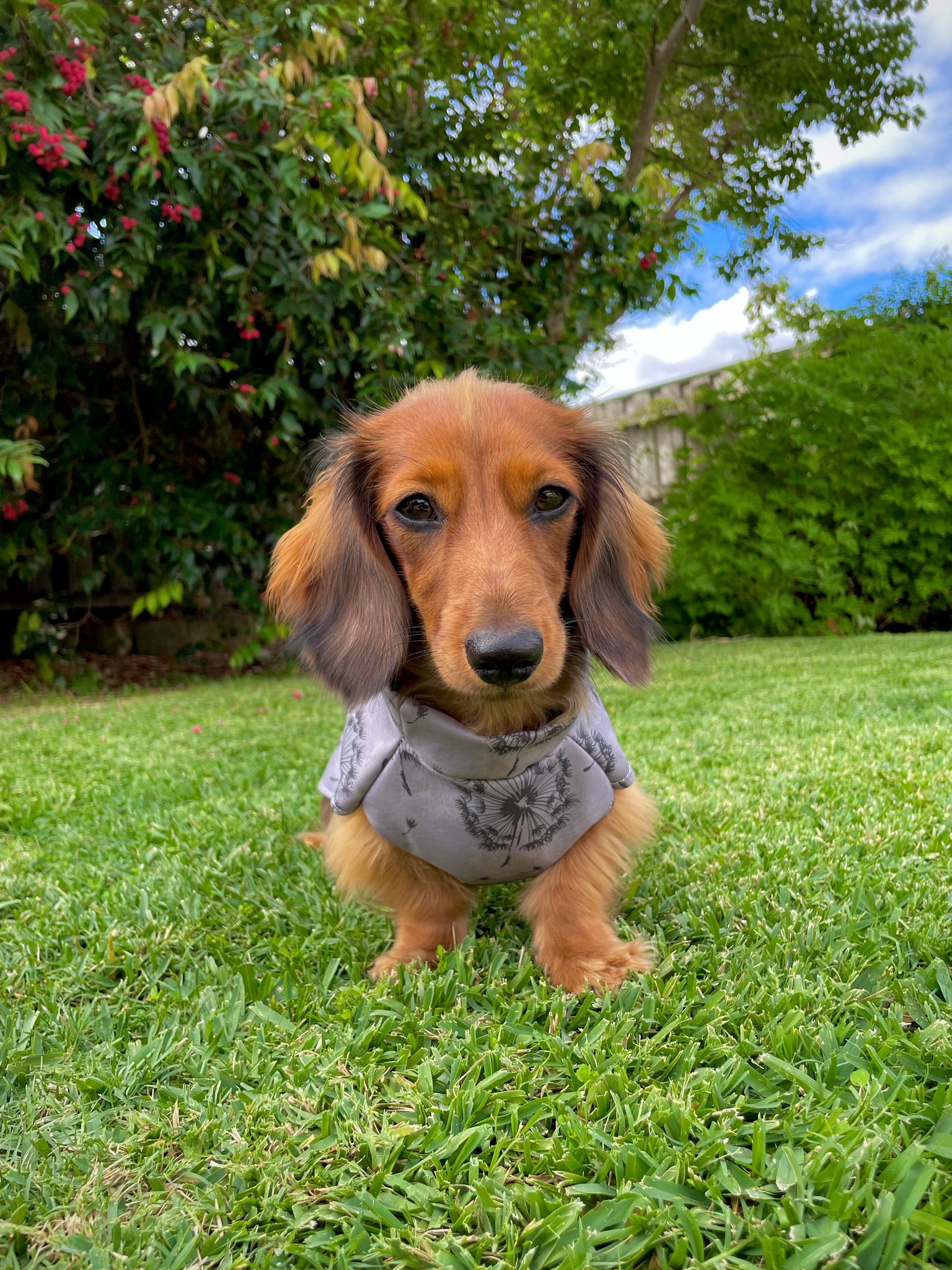 Dachshund Rain Coat Lilo Dachshund Threads