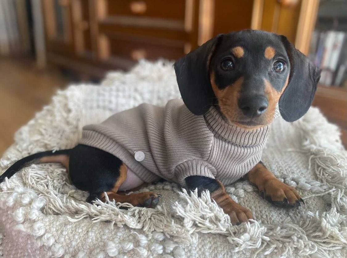 Lilo & Co Turtleneck - Lilo Dachshund Threads--