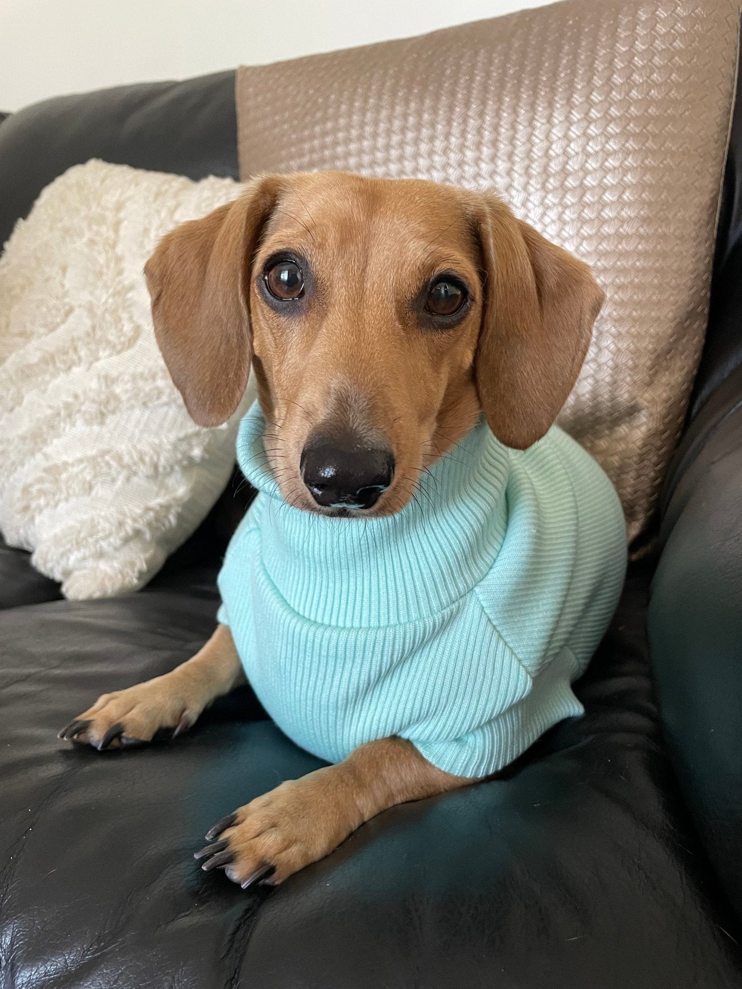 Lilo & Co Turtleneck - Lilo Dachshund Threads--