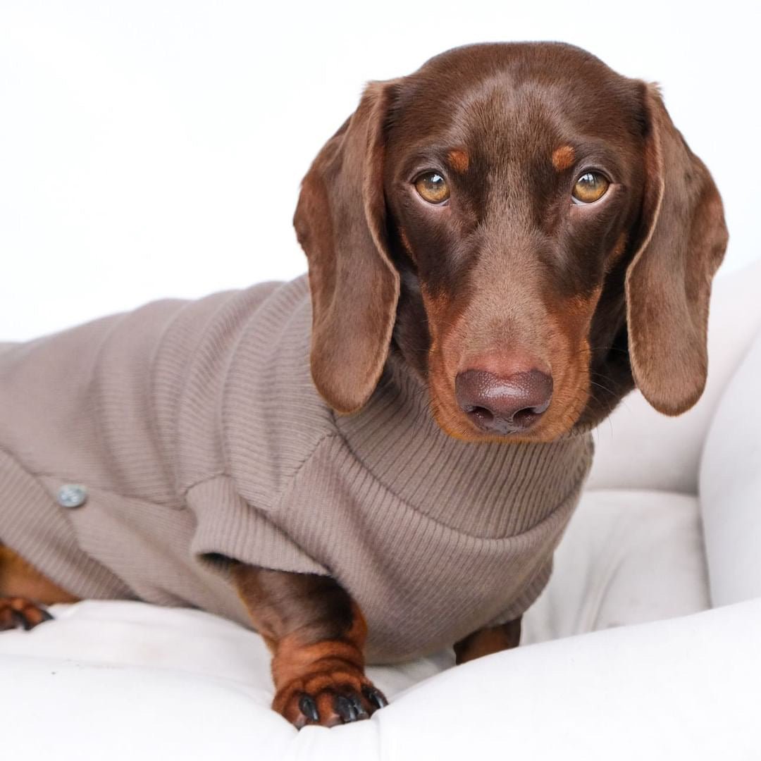 Lilo & Co Turtleneck - Lilo Dachshund Threads--