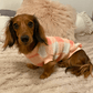 Plaid Teddy Fleece Jumper - Lilo Dachshund Threads--
