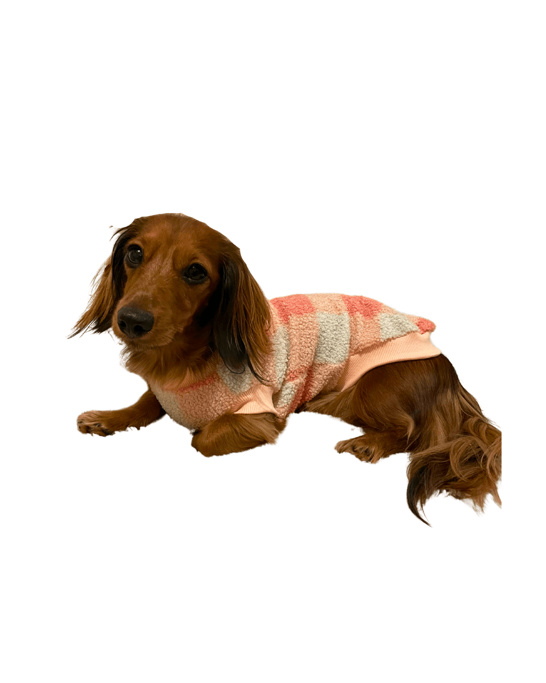 Dachshund jumpers for dogs store
