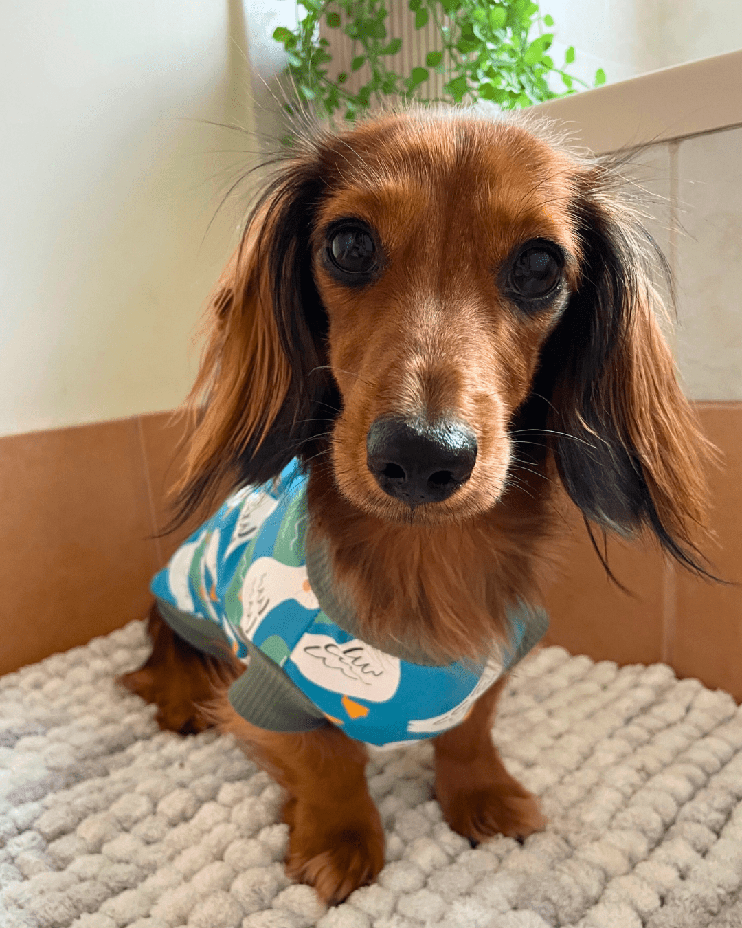 Dachshund rain mac top